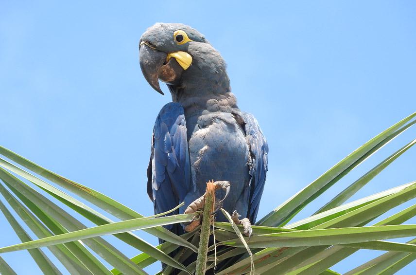 Anodorhynchus leari, Lear-Ara • Loro Parque Fundación