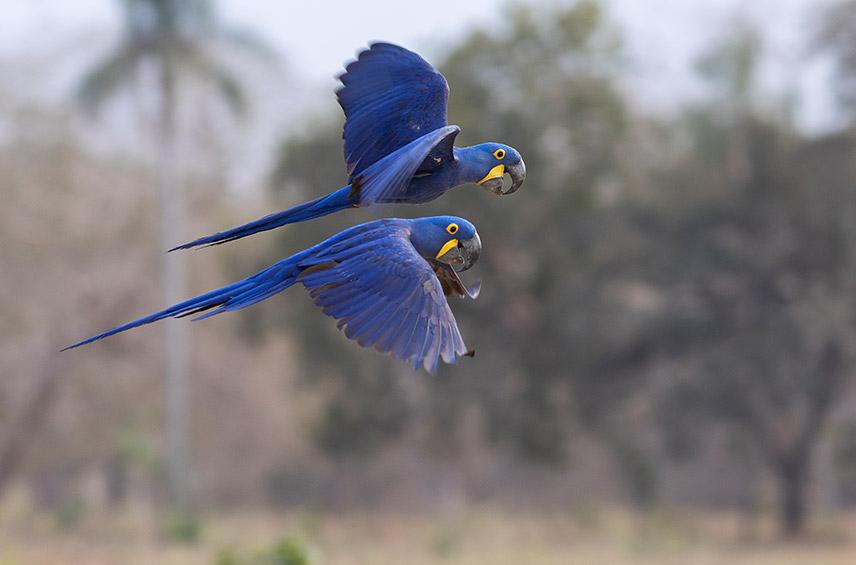 Anodorhynchus hyacintinus, Guacamayo jacinto • Loro