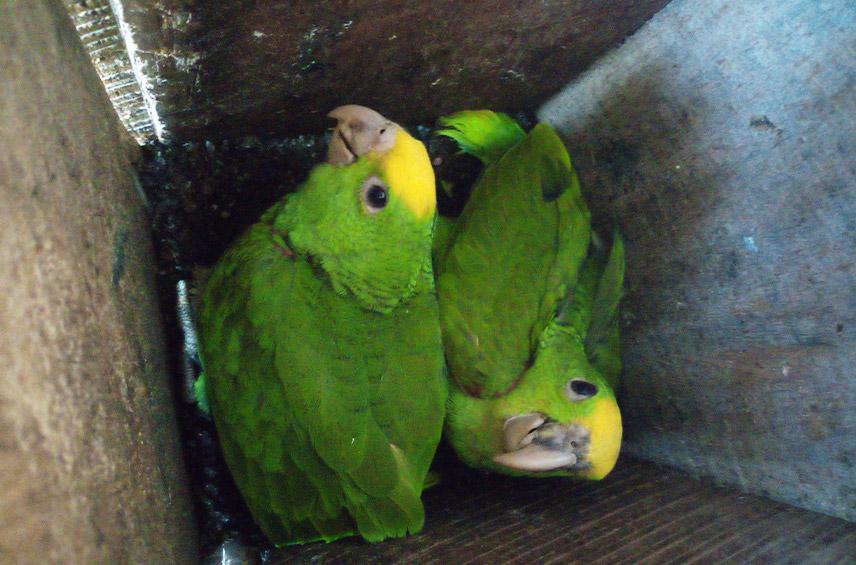 Amazona oratrix, Yellowheaded amazon parrot • Loro Parque Fundación