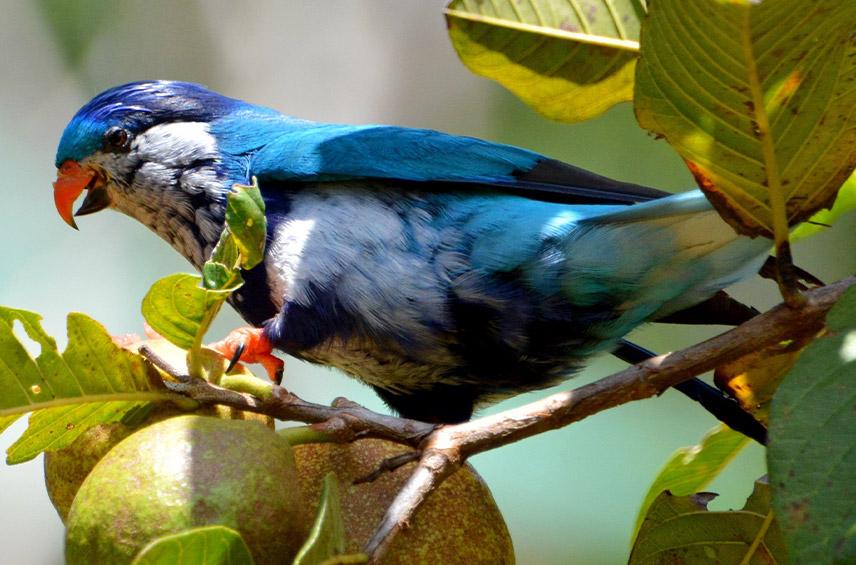 vini-ultramarina-ultramarine-lorikeet-loro-parque-fundaci-n