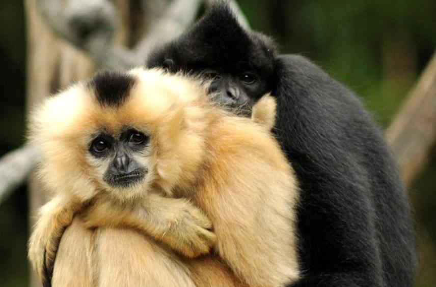 Nomascus gabriellae, Yellowcheeked gibbon • Loro Parque Fundación