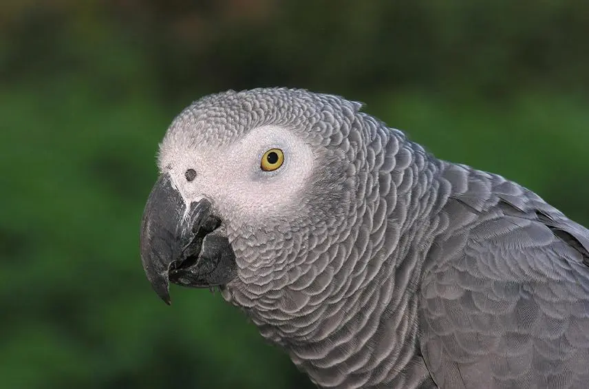 Psittacus erithacus, Loro gris africano • Loro Parque Fundación