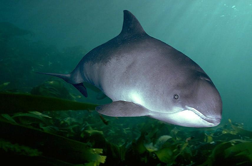 Phocoena phocoena, Marsopa común • Loro Parque Fundación