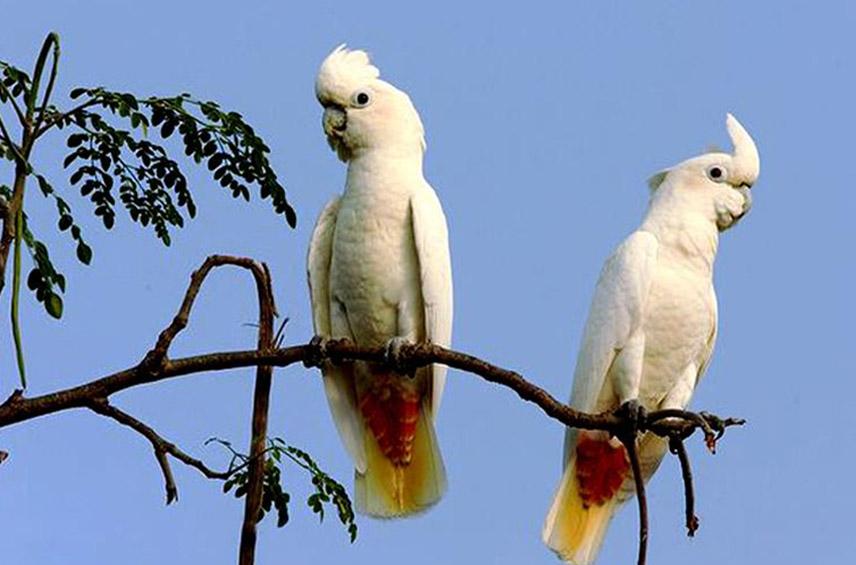 https://www.loroparque-fundacion.org/app/uploads/2022/08/Philippine-cockatoo_2-perched.jpg