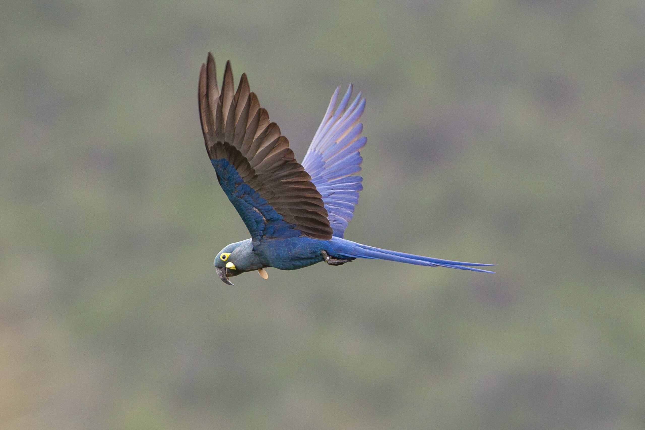 Guacamayo de Lear en pleno vuelo