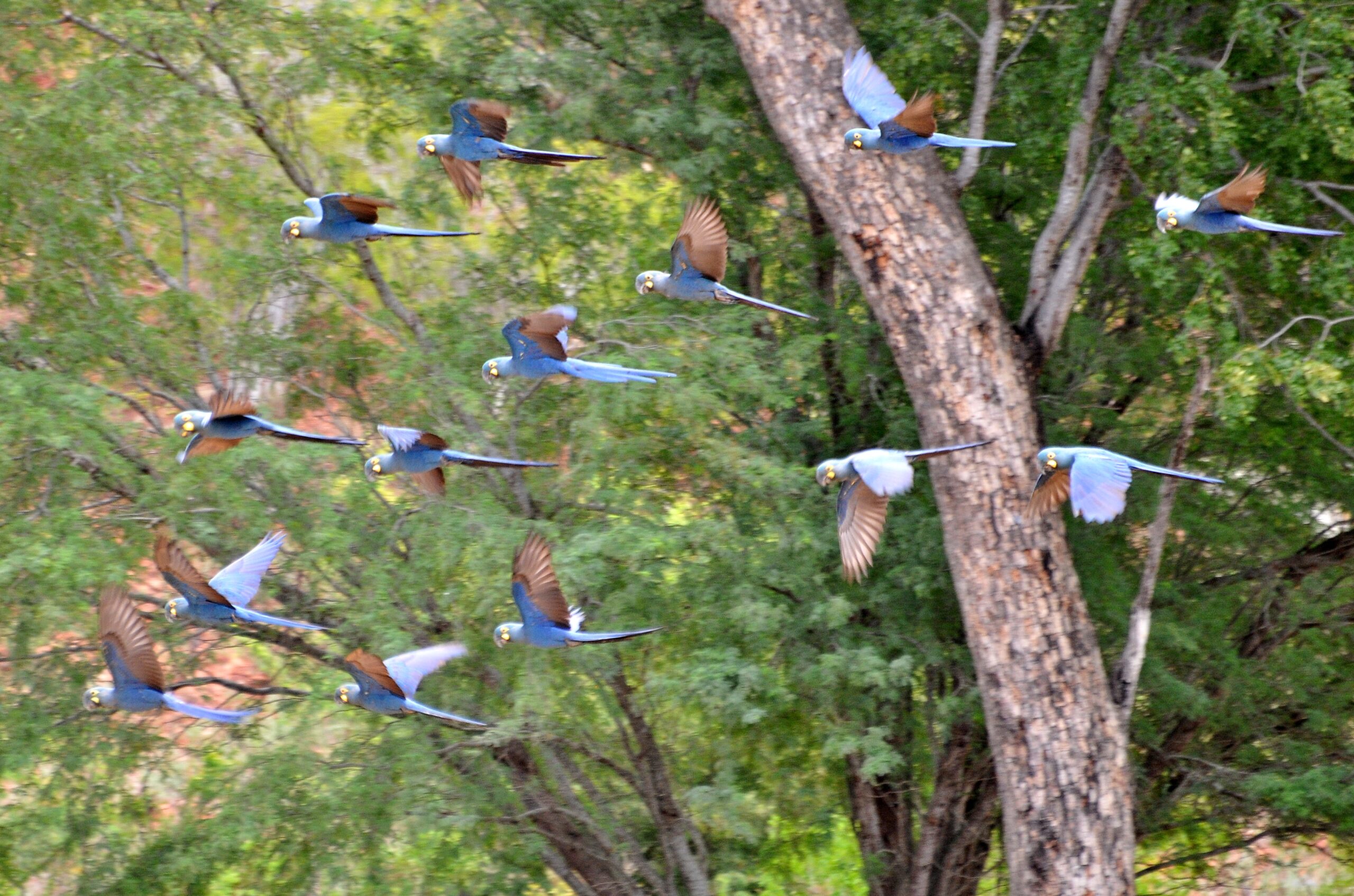 Bandada de guacamayos de Lear (Anodorhynchus leari) volando entre árboles