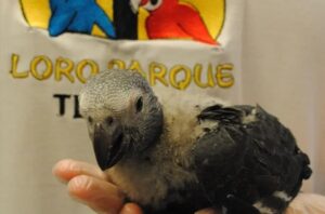 Proyecto de conservación del Loro Gris Africano