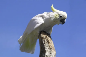 Cacatua sulphurea, Cacatúa sulfúrea