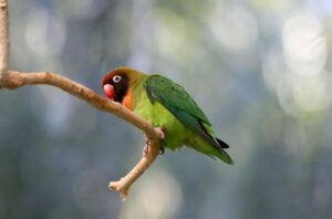 Agapornis nigrigenis, Inseparable Cachetón