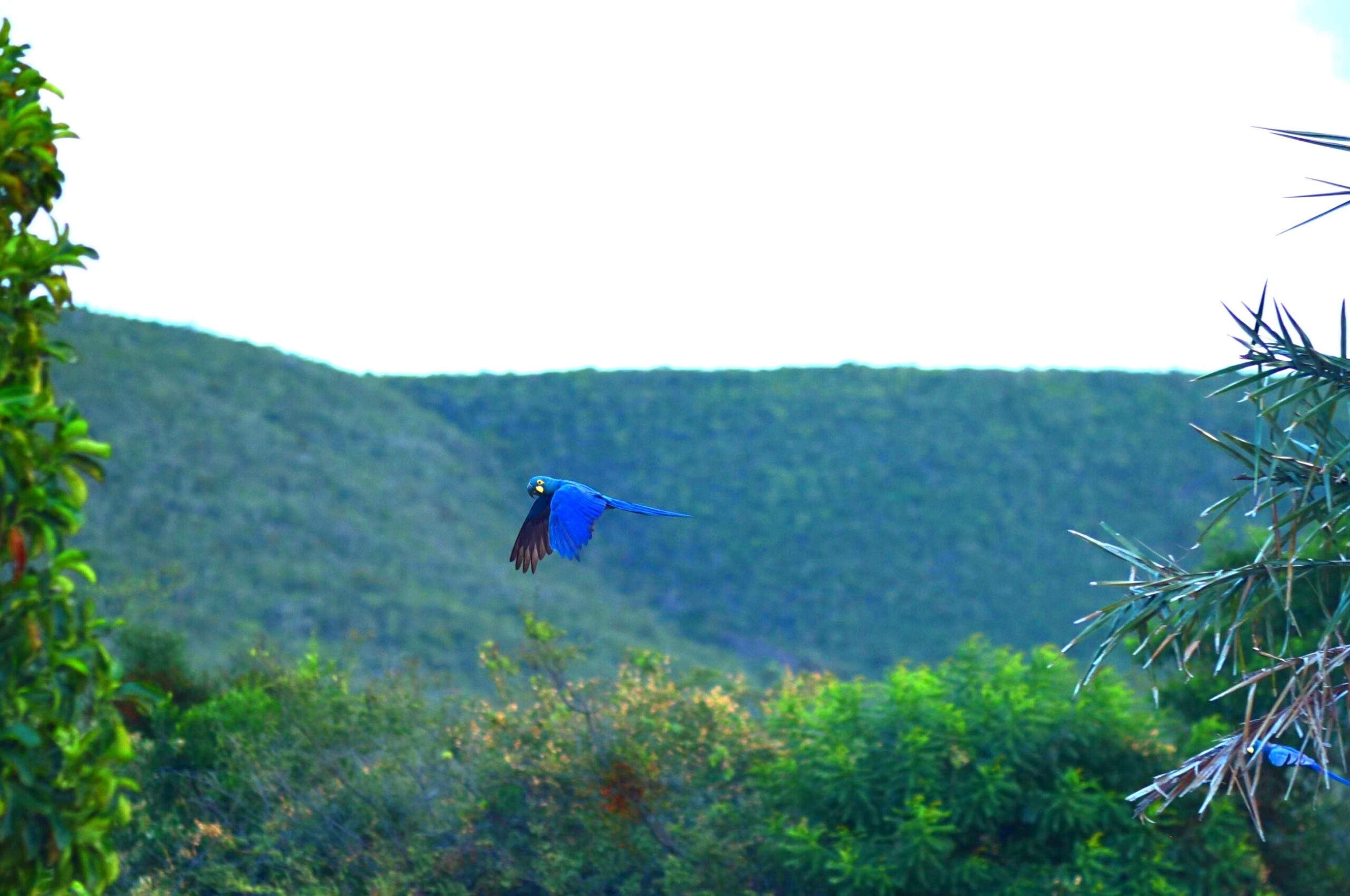 Guacamayo de Lear en vuelo sobre el paisaje verde de la Caatinga, con colinas al fondo.